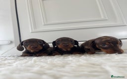 Miniature Dachshund dogs for sale: Miniature dachshund - Image 1