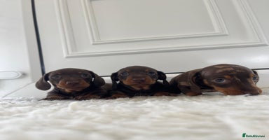 Miniature Dachshund dogs - Advert 4