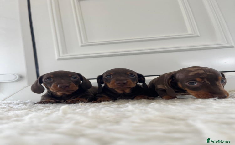 Miniature Dachshund dogs - Advert 11