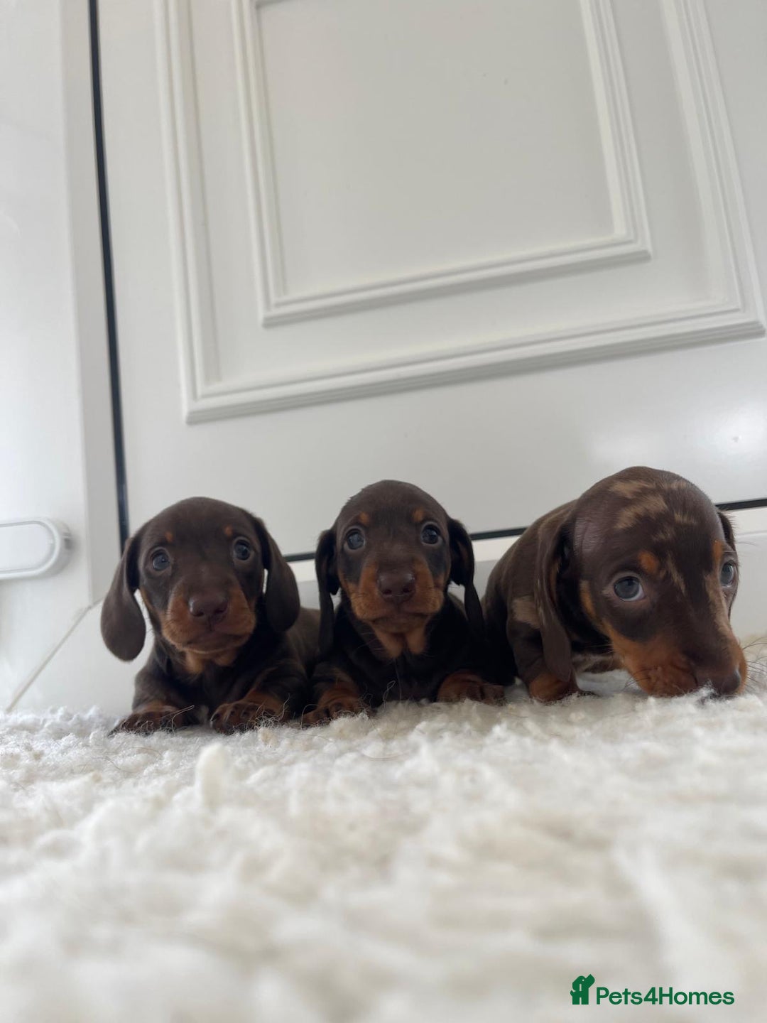 Miniature Dachshund dogs for sale: Miniature dachshund - Image 1