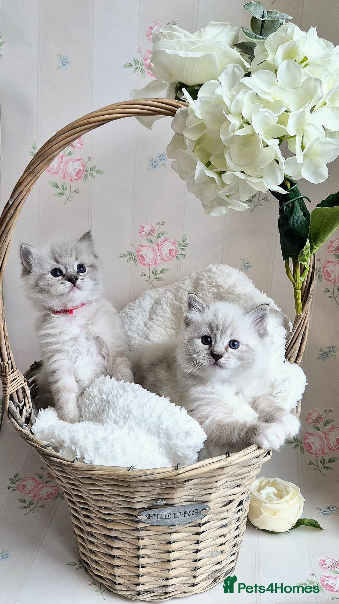 Ragdoll cats Stunning Purebred Ragdoll Kittens  - Advert 1