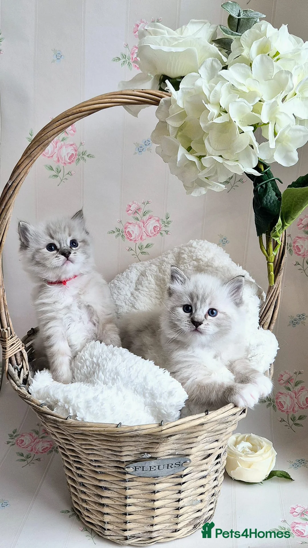 Ragdoll cats for sale: Stunning Purebred Ragdoll Kittens  - Advert 1
