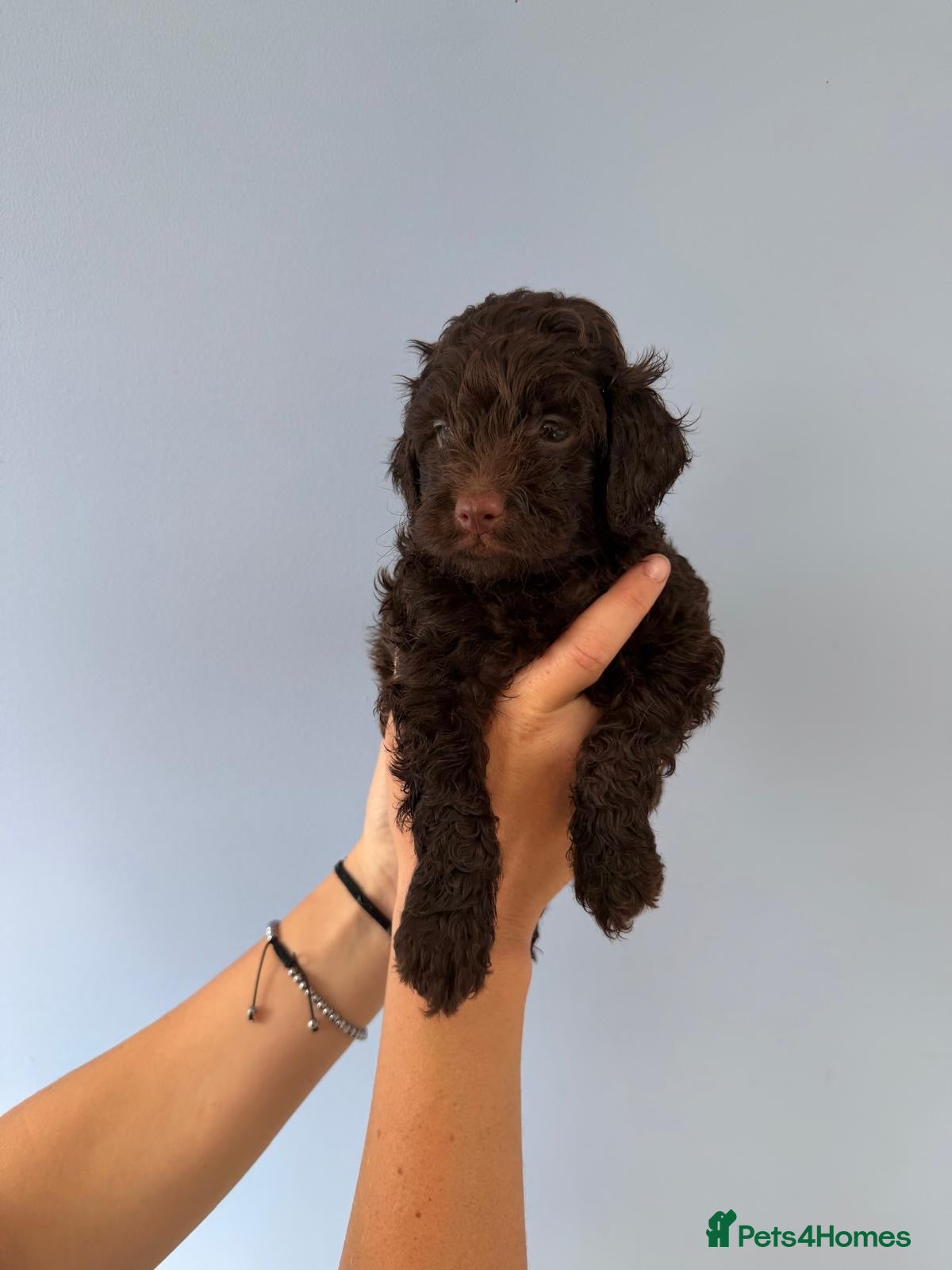 Cockapoo dogs Gorgeous F1B Cockapoo Puppies 🐾 - Advert 2