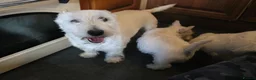 West Highland Terrier dogs for sale: West Highland Terrier (Westie) Puppies for Sale - Advert 10