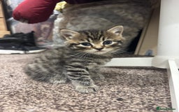 Brazilian Shorthair cats for sale: BSH Kittens for Sale! - Image 3