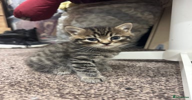 Brazilian Shorthair cats - Advert 4