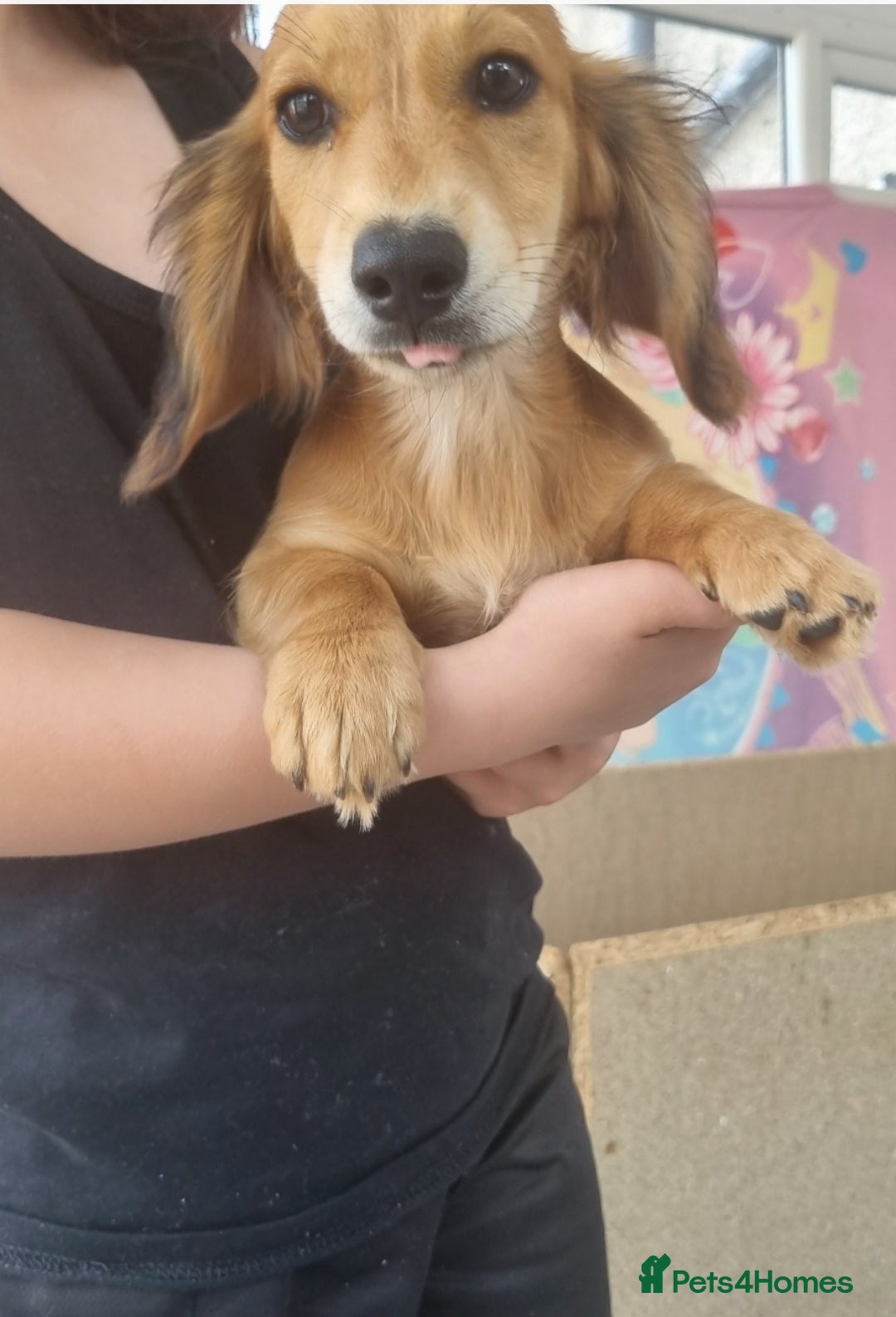 Miniature Dachshund dogs  Long haired mini dachshunds ready to leave  - Advert 2