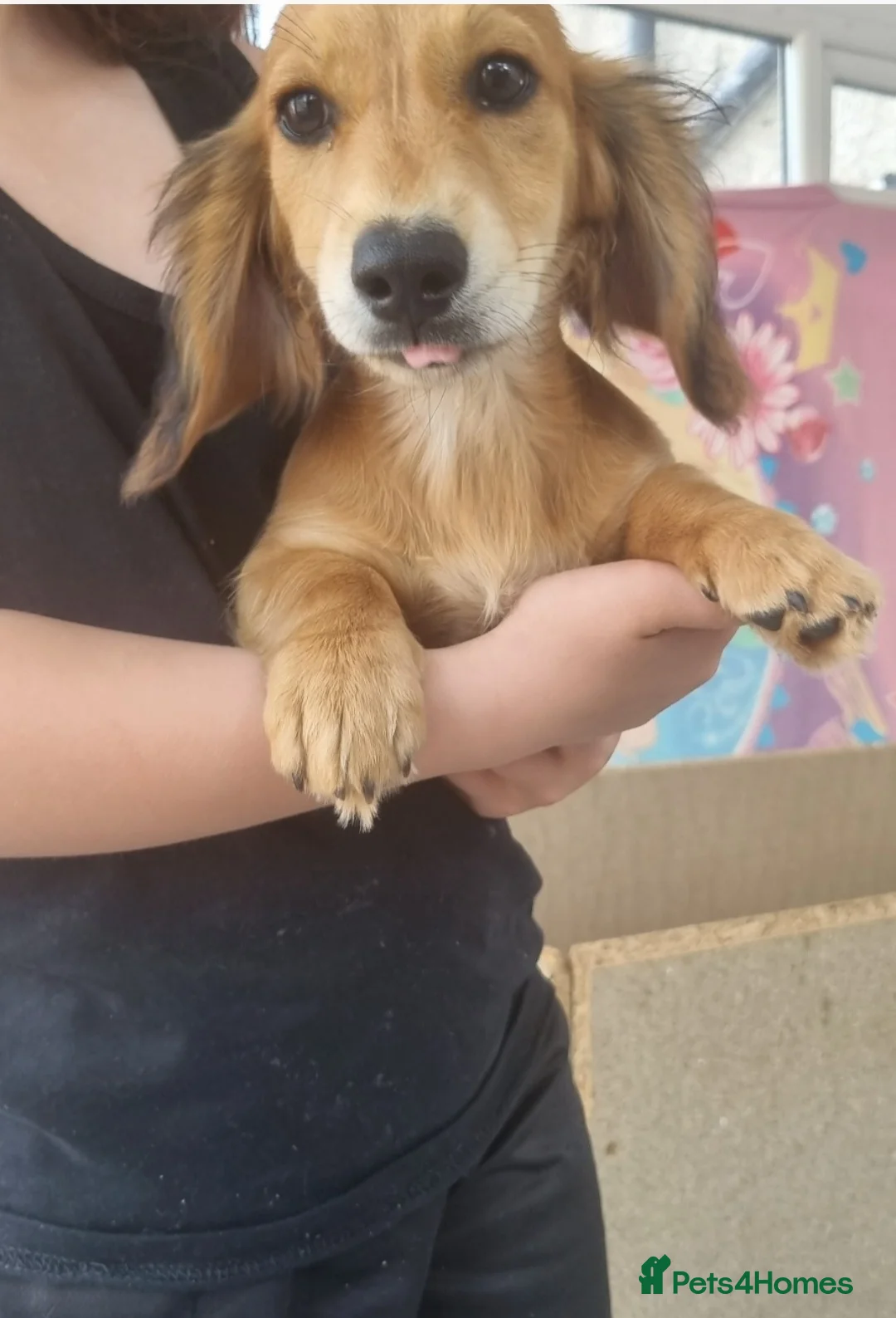 Miniature Dachshund dogs for sale:  Long haired mini dachshunds ready to leave  in Shipley - Advert 2