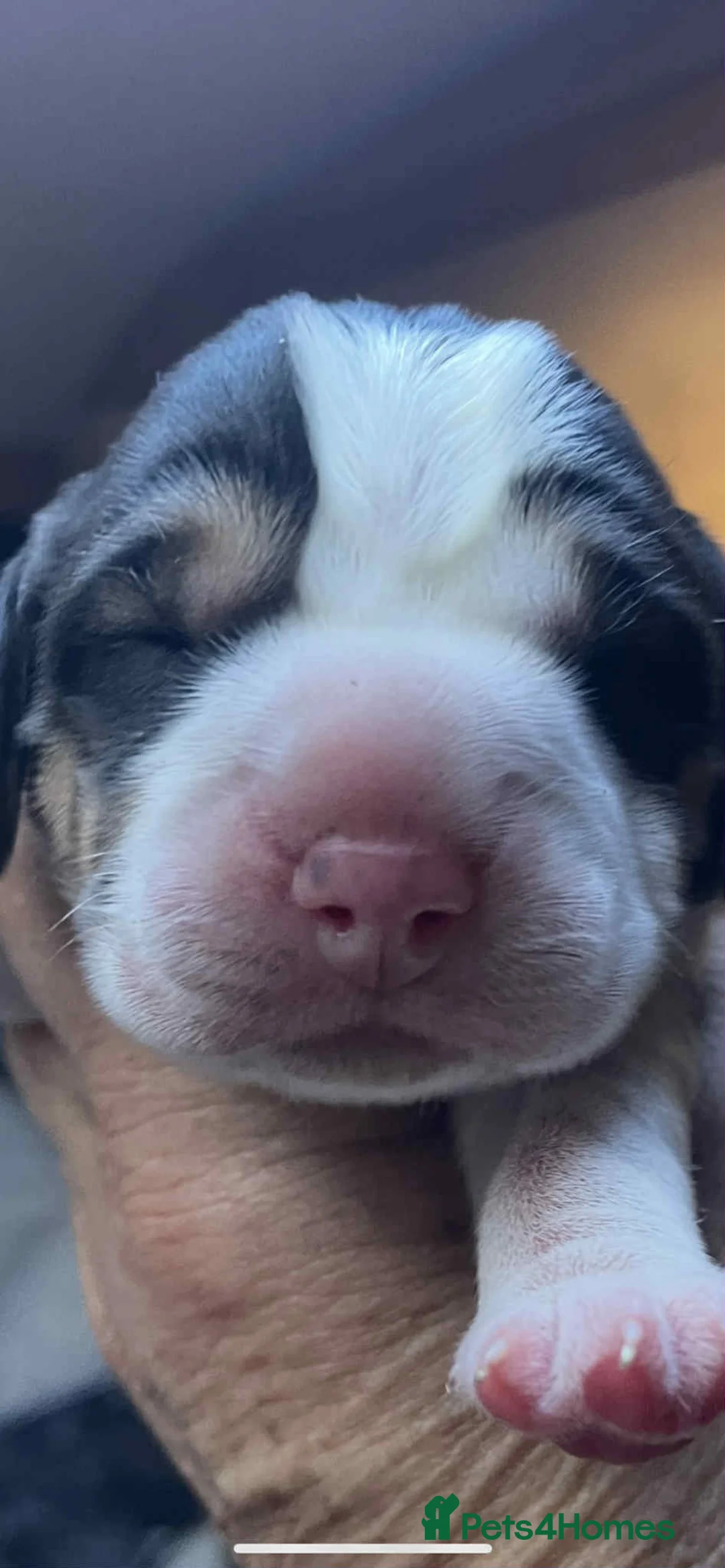 Beagle dogs for sale: kc reg beautiful beagle pups dec - Advert 10