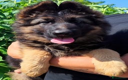 German Shepherd dogs for sale: 6 Month Old Millie  - Image 11