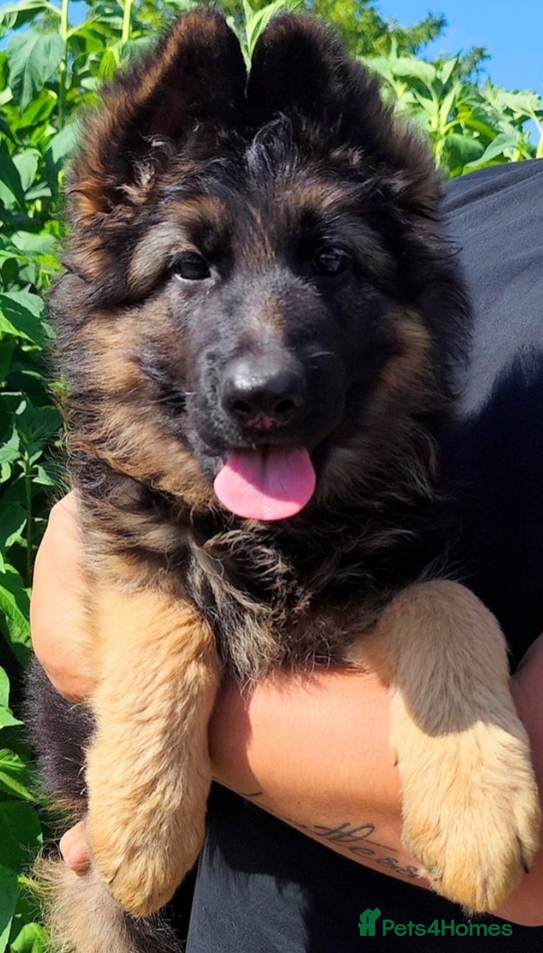 German Shepherd dogs for sale: 6 Month Old Millie  - Image 11