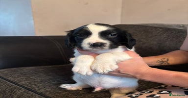 English Springer Spaniel dogs - Advert 11