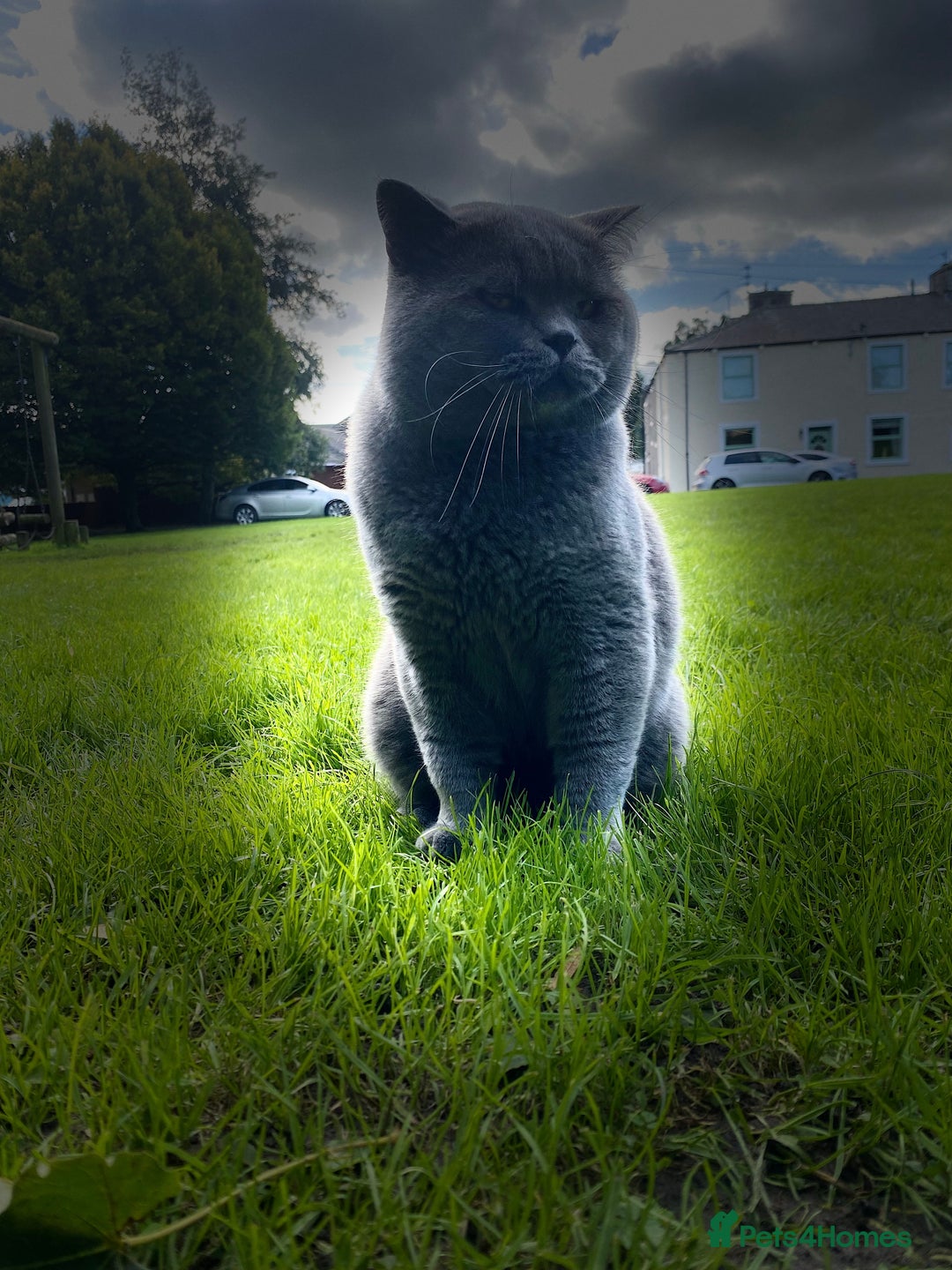 British Shorthair cats for stud: Meet Leo, Active Registered GCCF BHS Stud in Clitheroe - Advert 14