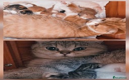 British Shorthair cats for sale: BSH Ginger & White, Calico & Gold Kittens - Image 13