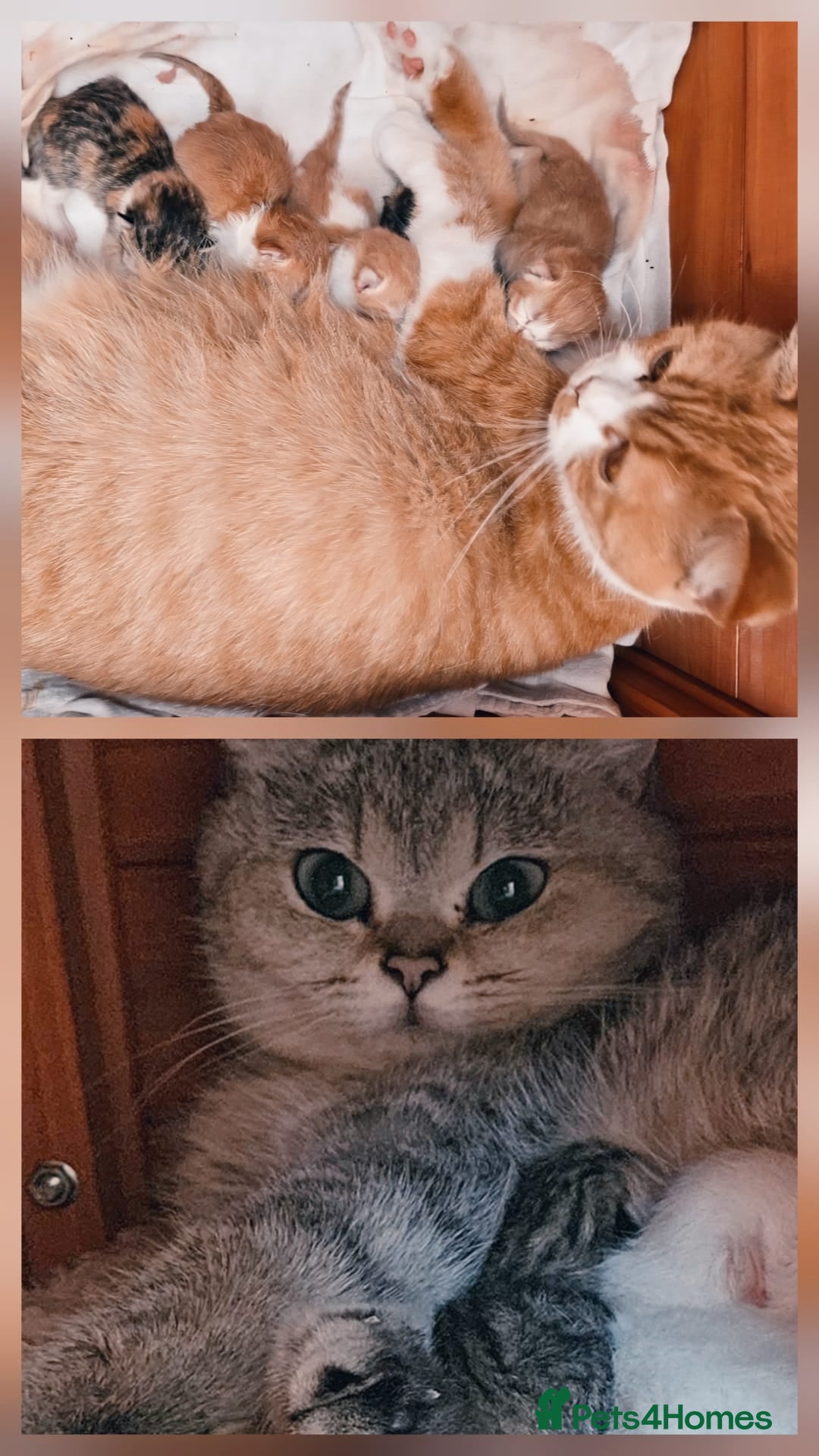 British Shorthair cats for sale: BSH Ginger & White, Calico & Gold Kittens - Image 13