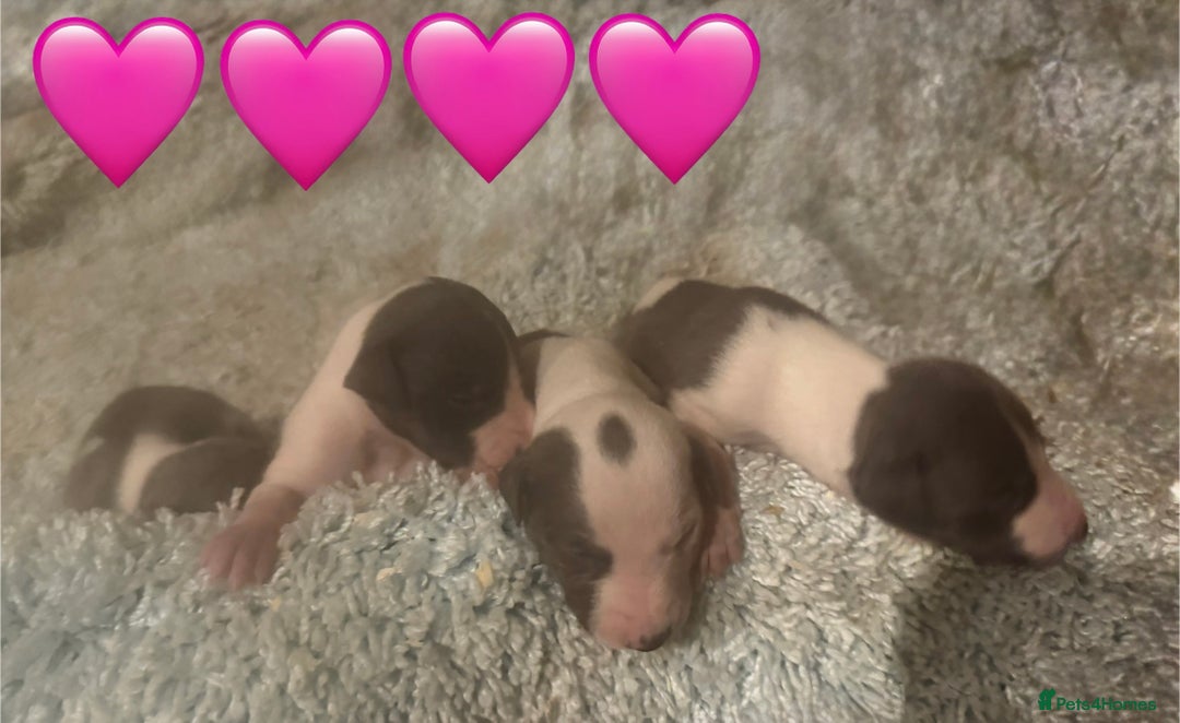 Whippet dogs for sale: 🐾 Exceptional small sized KC Reg Whippet Pups🐾 - Advert 16