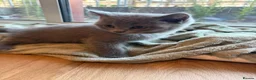 British Shorthair cats for sale: Adorable Purebred British Shorthair Kittens - 9wks - Advert 13