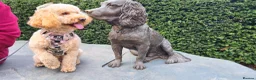 Cockapoo dogs for stud: Meet Our Handsome F1B Cockapoo Stud - Advert 6