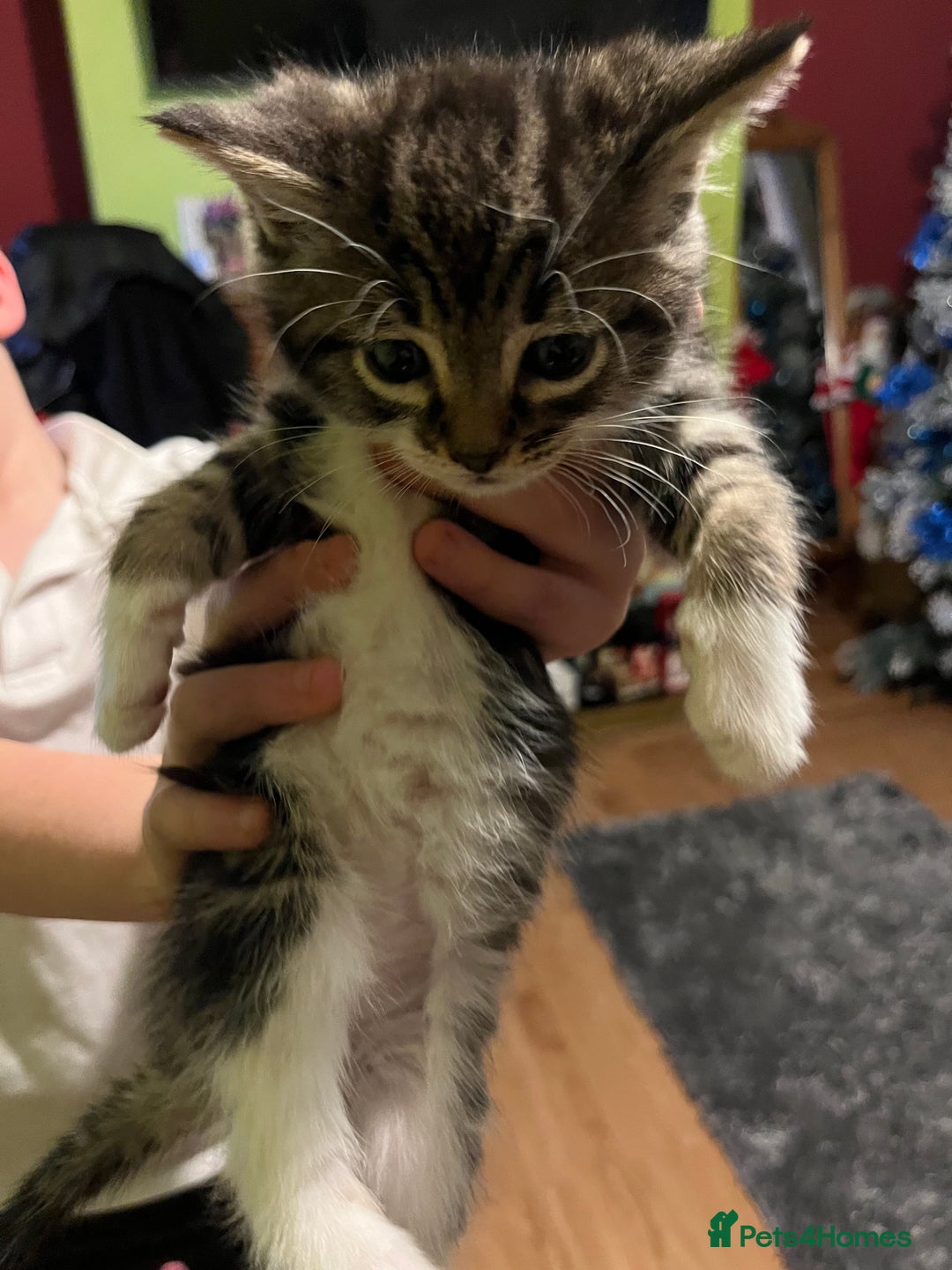 British Shorthair cats for sale: British short hairs  - Advert 4