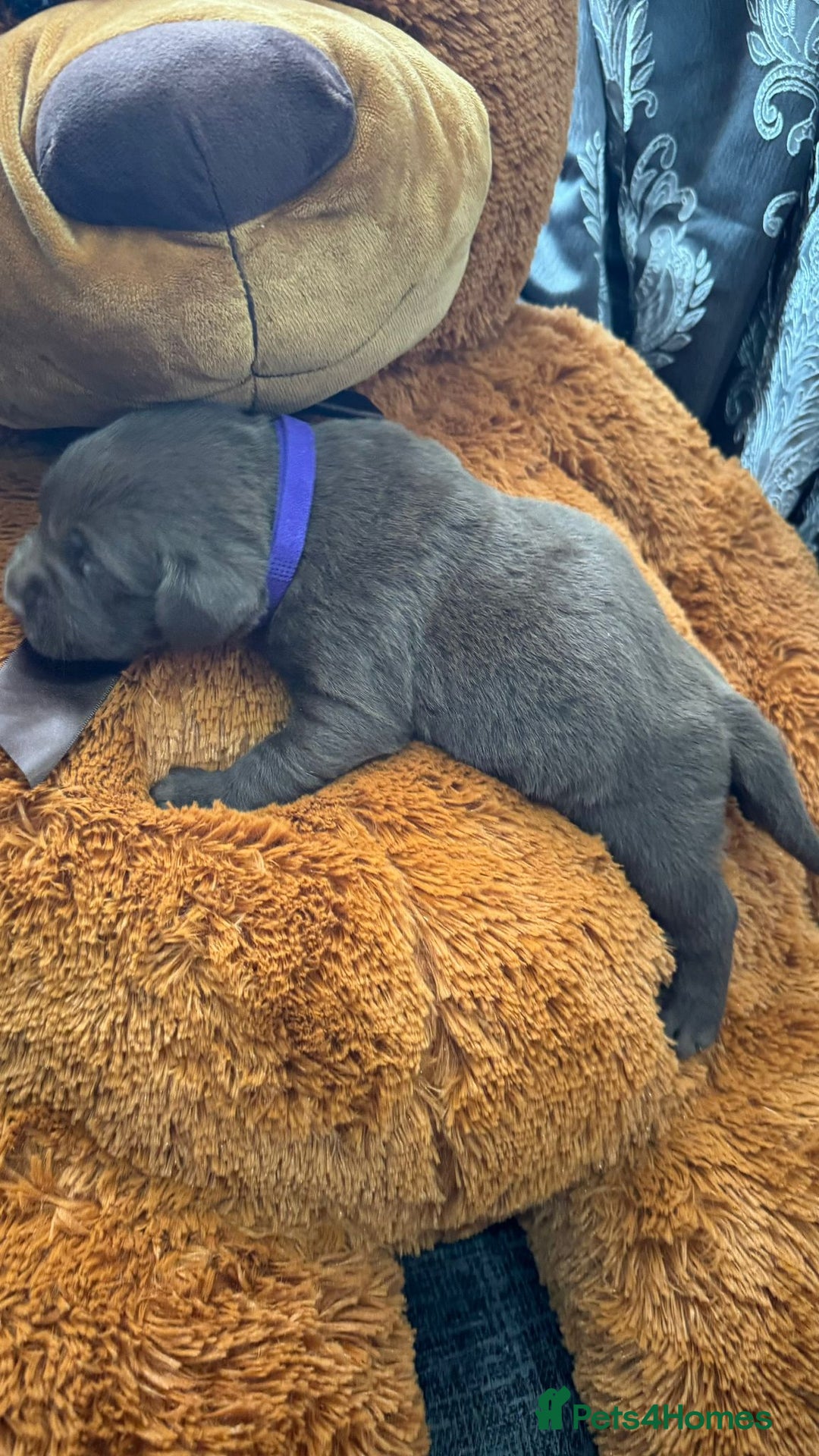 Labrador Retriever dogs for sale: beautyfull pedigree labrador - Image 13