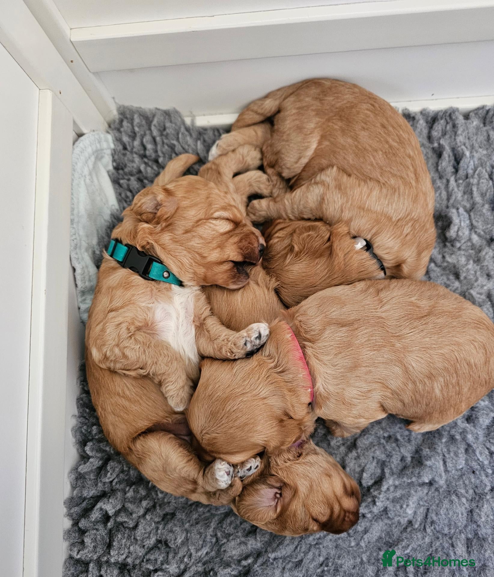 Cockapoo dogs for sale: Toy Cockapoo Puppies - Advert 1