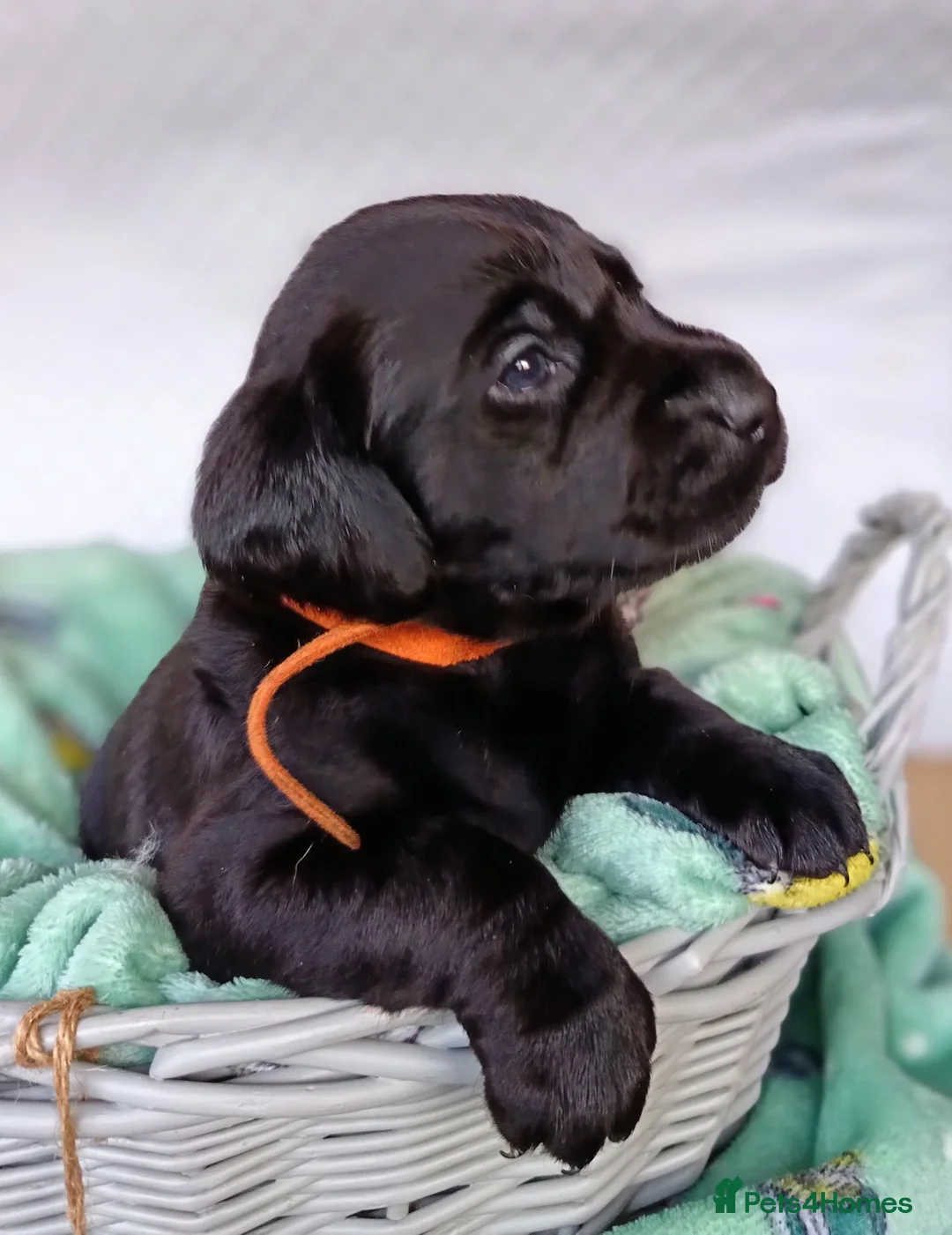 Labrador Retriever dogs for sale: KC reg yellow & black Labrador puppies socialised - Advert 11