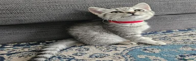 British Shorthair 3
