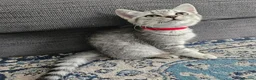 British Shorthair cats for sale: Purebread Silver british shorthair - Advert 11