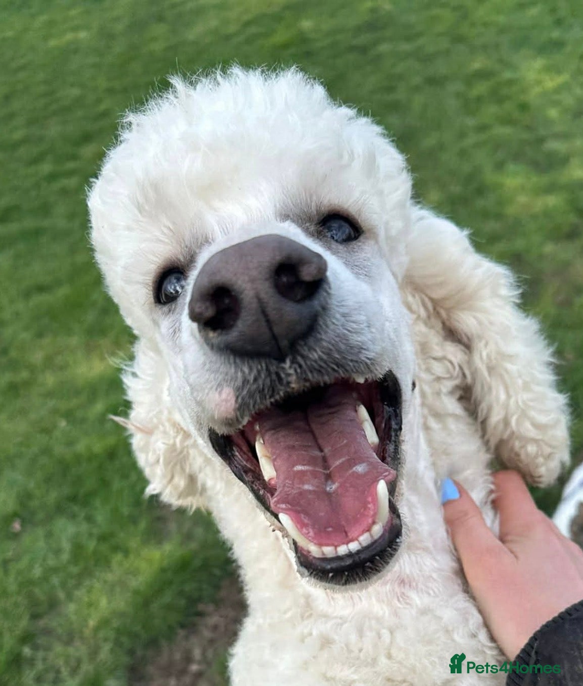 Standard Poodle dogs White neutered standard poodle  - Advert 1