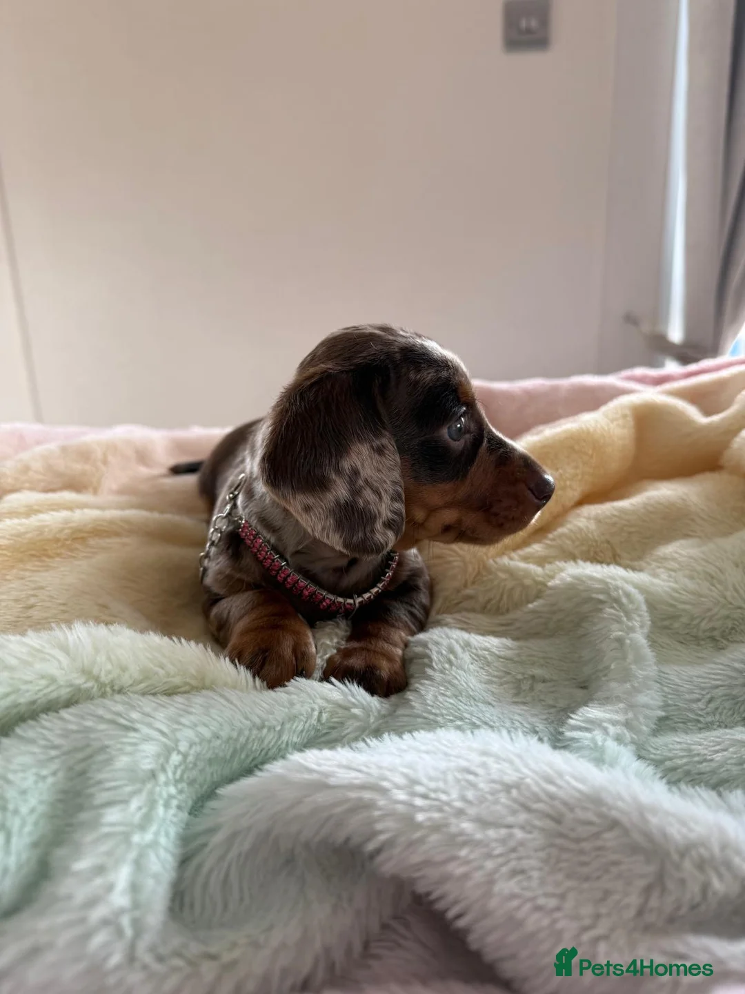 Miniature Dachshund dogs for sale: Miniature dachshunds  - Advert 1