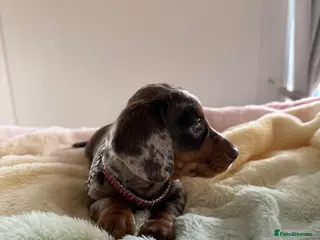 Miniature Dachshund dogs Miniature dachshunds - Advert 3
