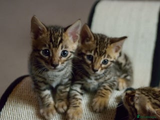 Bengal cats Bengal beautiful kittens - Advert 3