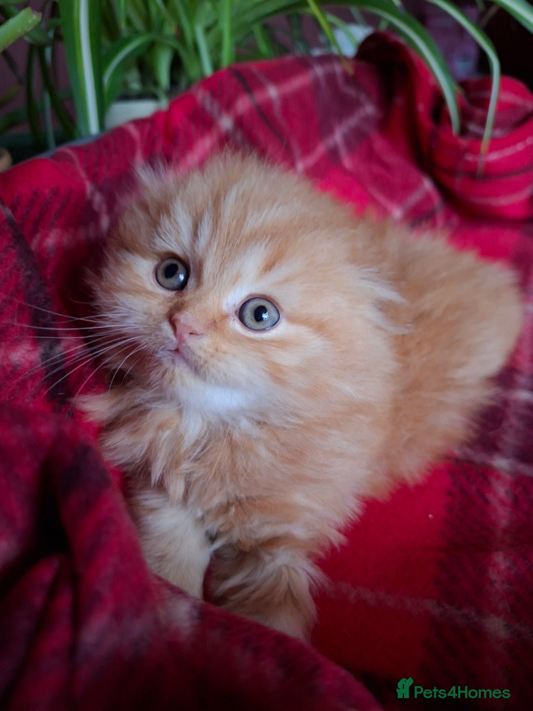 Scottish Fold cats for sale: Adorable Longhair & Shorthair Kittens- Prices Vary - Advert 10
