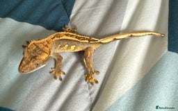 Gecko reptiles for sale: 2x baby crested gecko and full bioactive setup - Image 6