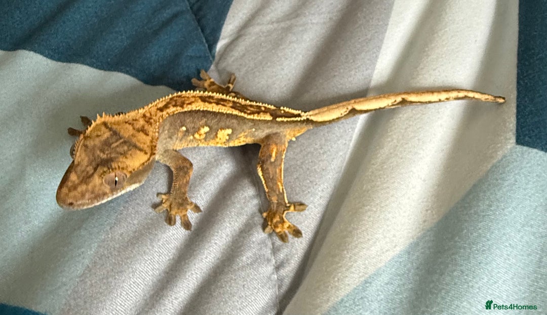 Gecko reptiles for sale: 2x baby crested gecko and full bioactive setup - Image 6