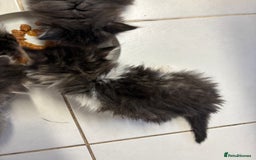 Domestic Shorthair cats for sale: 2 princes an 2 princess kittens  - Image 28