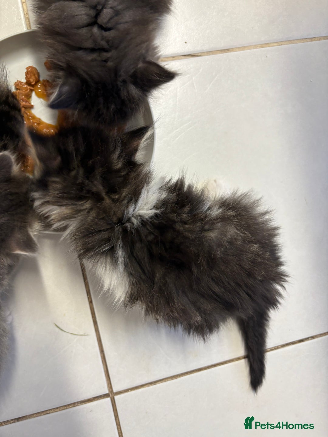 Domestic Shorthair cats for sale: 2 princes an 2 princess kittens  - Image 28
