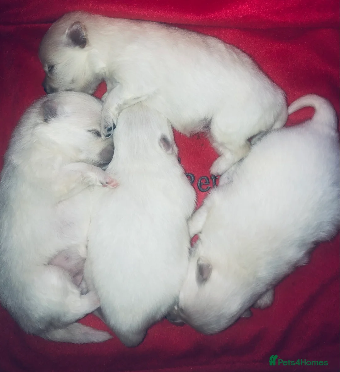 Pomeranian dogs for stud: 1.9kg tiny Proven Ukraine import stud kc reg  in Ferryhill - Advert 32