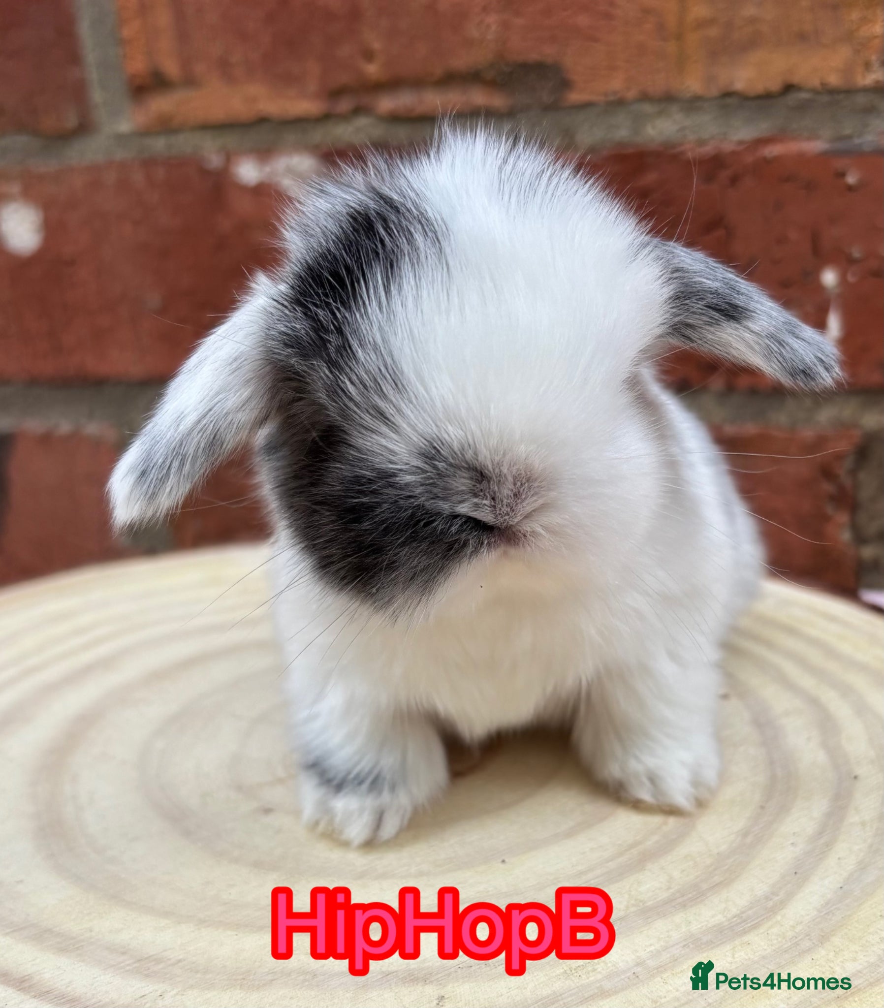 Mini Lop rabbits Pure bred pedigreed mini lops  - Advert 13