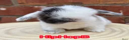 Mini Lop rabbits for sale: Pure bred pedigreed mini lops  in Leeds - Advert 11