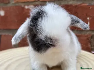 Mini Lop rabbits Pure bred pedigreed mini lops - Advert 1