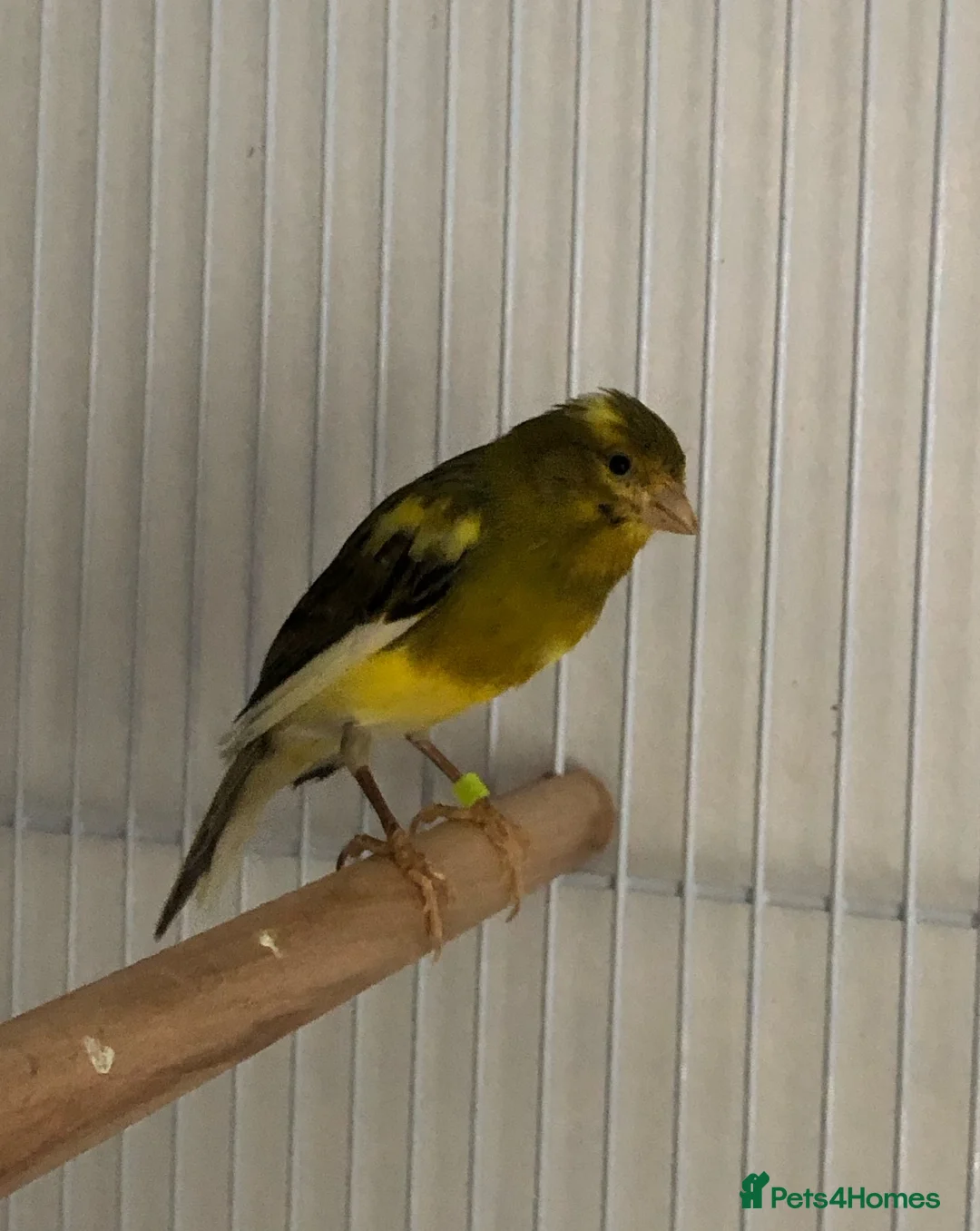 Canaries birds for sale: Raza Canary young male - Advert 5