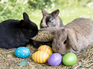 Mini Lop rabbits Baby mini lops - Advert 17