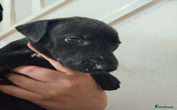 Lurcher dogs for sale: Lurcher puppies  - Advert 14