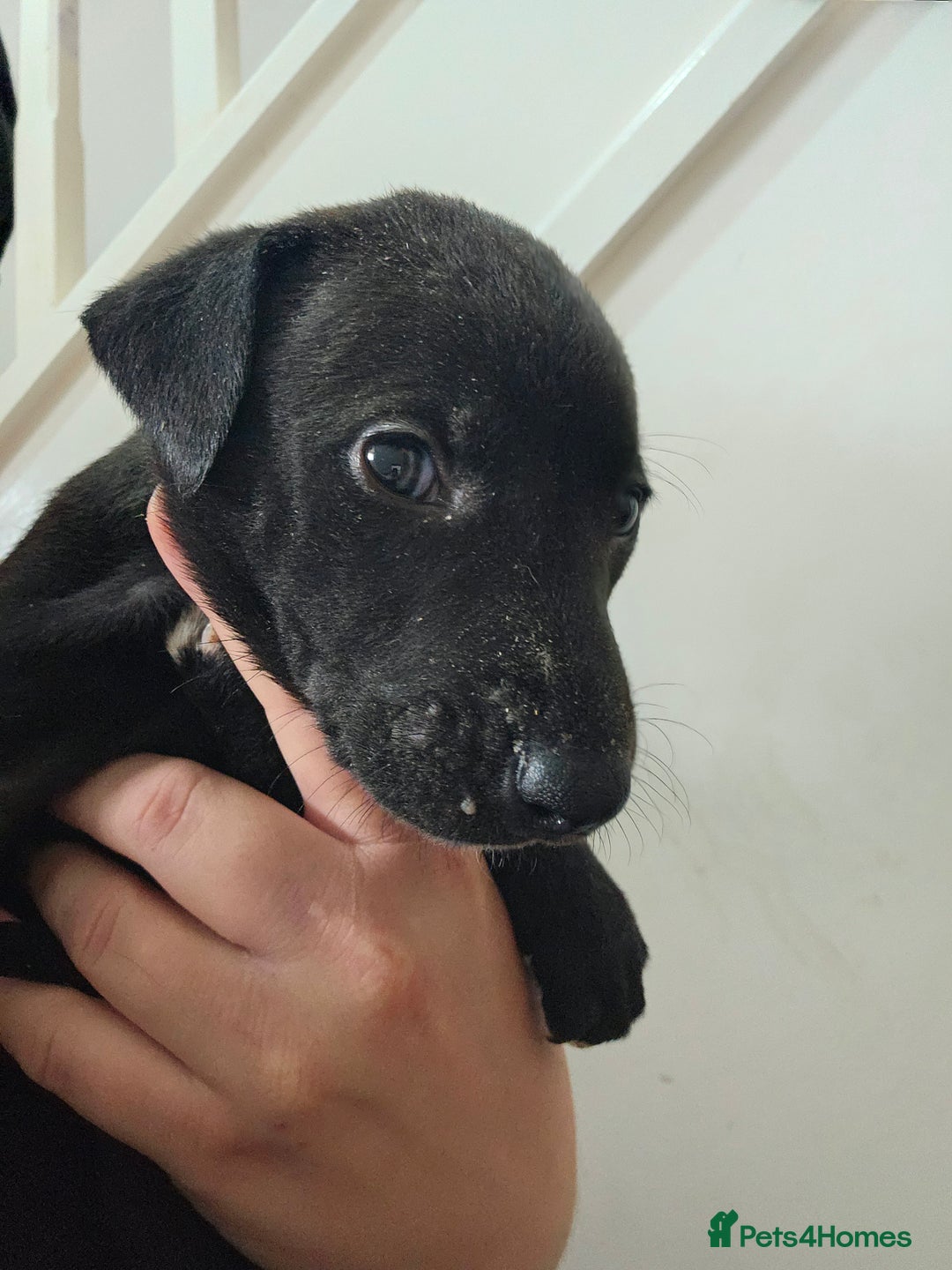 Lurcher dogs for sale: Lurcher puppies  - Advert 14