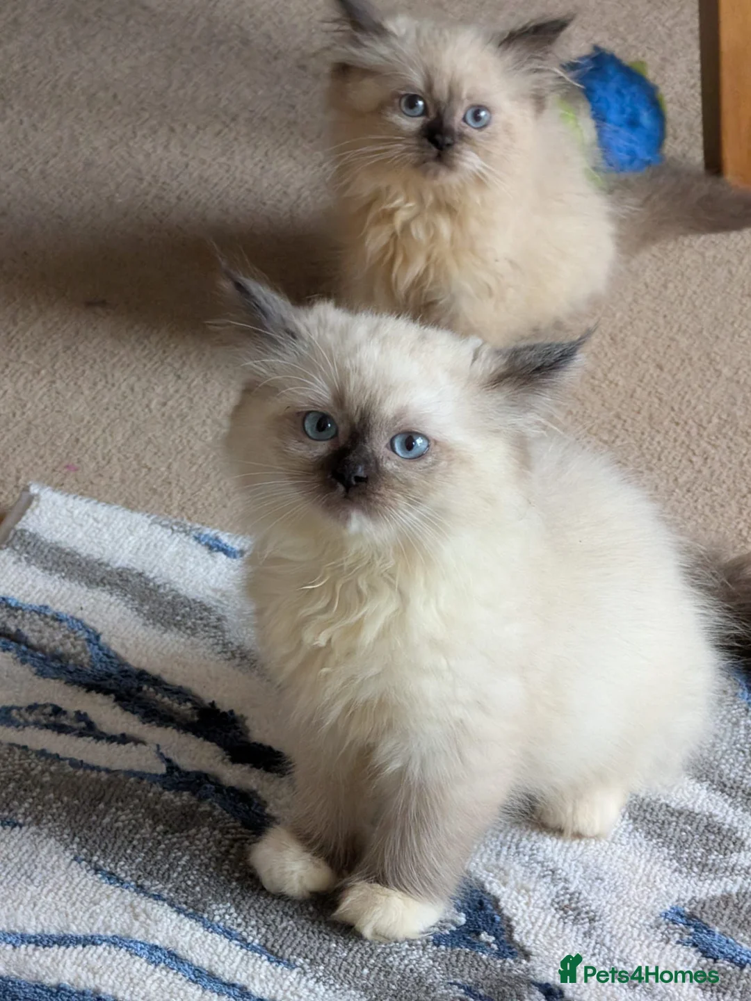 Siberian cats for sale: Pure Siberian kittens for sale - Advert 2