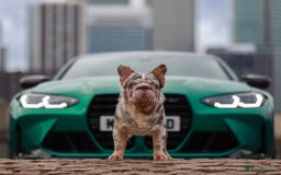 French Bulldog dogs for sale: Full fluffy ** lilac and tan Merle in London - Image 2