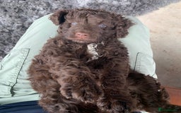 Bernedoodle dogs for sale: Standard Bernedoodle Girls Available  - Image 7