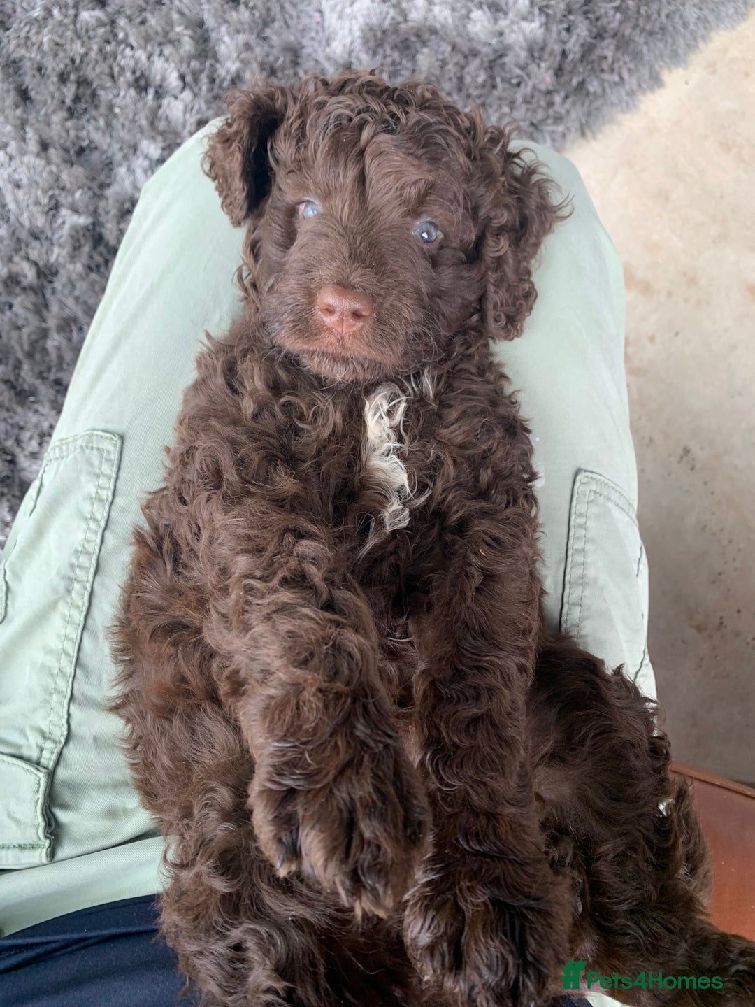 Bernedoodle dogs for sale: Standard Bernedoodle Girls Available  - Image 7