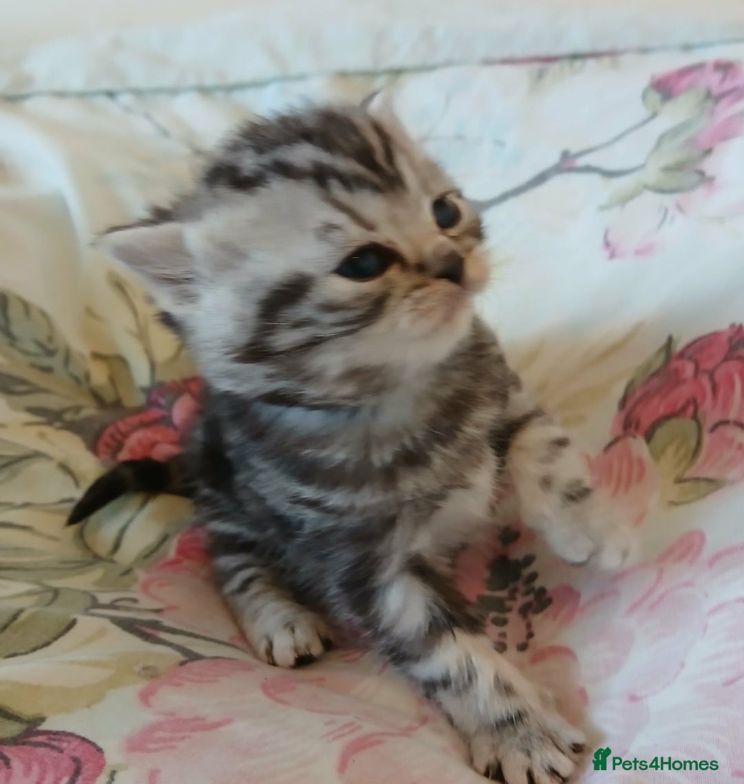 British Shorthair cats for sale: Bsh. Silver Tabby Classic .GCCF . - Advert 25